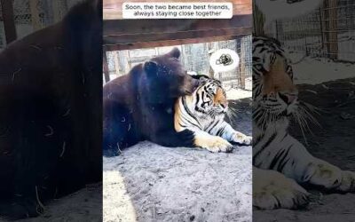 A kind passer-by helped a bear struck by a car