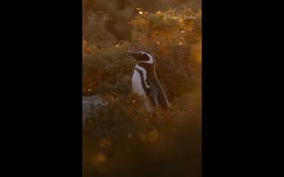 Meet the Magellanic penguins of Argentina #SecretsOfThePenguins