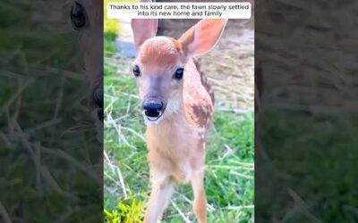 They rescued an injured fawn on the rod and then