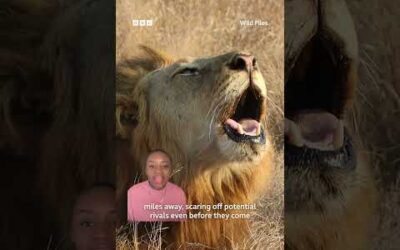 At 114 decibels, a lion’s roar can be heard up to five miles away 🦁 #Lions #Animals