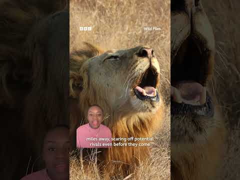 At 114 decibels, a lion’s roar can be heard up to five miles away 🦁 #Lions #Animals