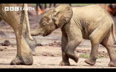 Rangers vs Poachers: The Fight To Save Africa’s Elephants | Guardians | BBC Earth