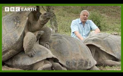 Volcanic Love: Mating Rituals Of The Galapagos Giants | BBC Earth