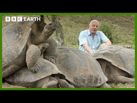 Volcanic Love: Mating Rituals Of The Galapagos Giants | BBC Earth