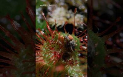 This colorful carnivorous plant has an enticing way of luring in its prey. #AmericasNationalParks