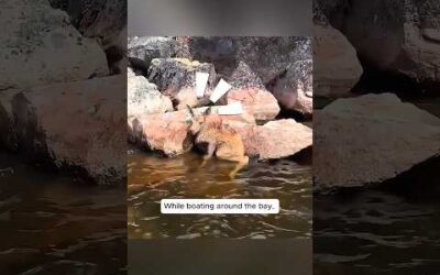 Kind-hearted people rescued a baby moose stuck on a rocky ledge and then …