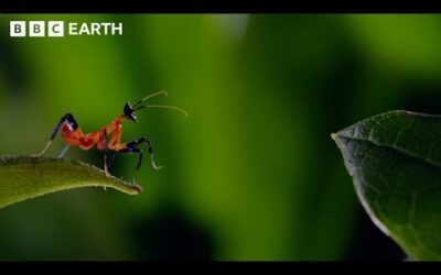 Iconic Moments From Sir David Attenborough | BBC Earth