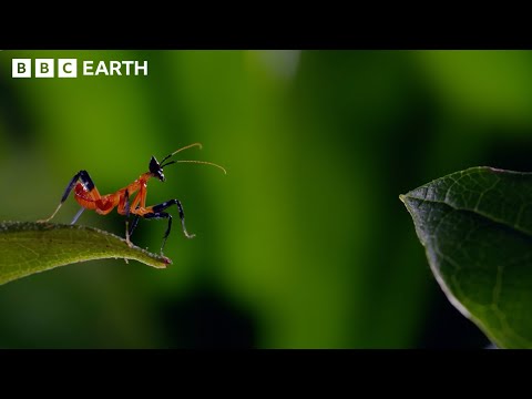 Iconic Moments From Sir David Attenborough | BBC Earth