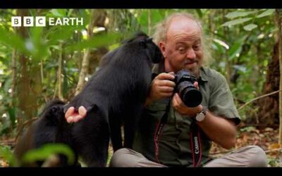 Bill Bailey Encounters Flying Frogs & Birds of Paradise | BBC Earth