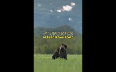 Did somebody say triplets? 🐻🐻🐻 #NationalParksUSA