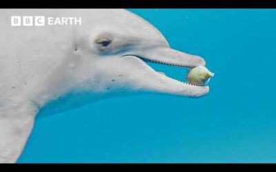 Dolphins Play a Dangerous Game of Catch | BBC Earth