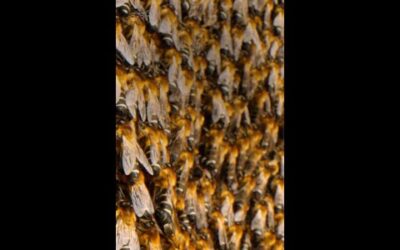 These Himalayan giant honeybees have got it covered 🐝 #WelcomeToEarthSeries #ourHOME