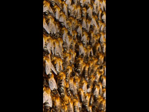 These Himalayan giant honeybees have got it covered 🐝 #WelcomeToEarthSeries #ourHOME
