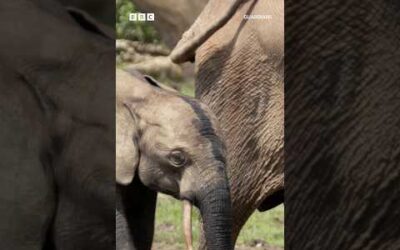 From poacher to protector – risking it all to save Africa’s elephants 🐘🌿 #Guardians #Shorts