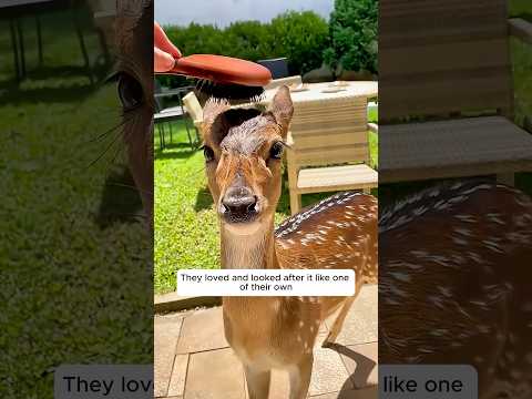 A man found a lost fawn alone and gave it a home #fawn #deer #animal #cuteanimals