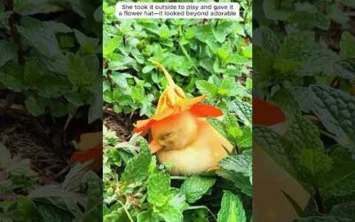 A girl saved a duck’s egg and incubated it until it hatched into …