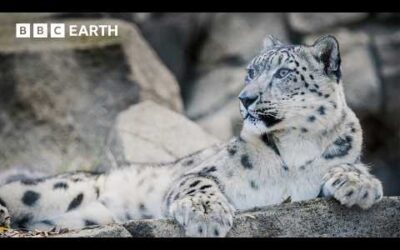 Saving The Elusive Snow Leopard | Guardians | BBC Earth
