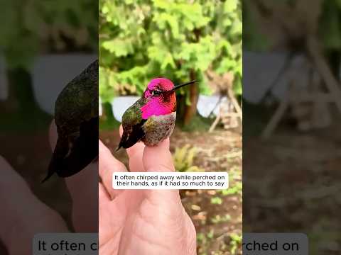 The family rescued a dazed hummingbird after window collision #hummingbird #birds #animal