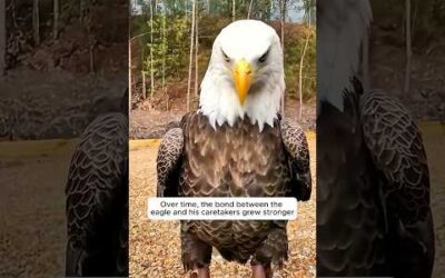 Kind-hearted people rescued the bald eagle from drowning