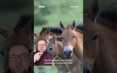 From extinction to freedom! Meet the only true wild horse left on Earth  #Horses #Shorts #WildFiles