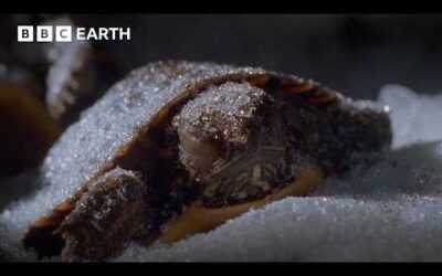 These Turtles Defrost After Freezing in the Winter | BBC Earth
