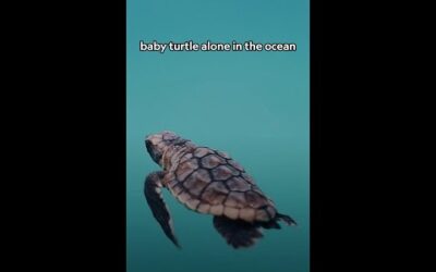 This baby loggerhead sea turtle is already setting out on an epic journey 🐢 #AmericasNationalParks