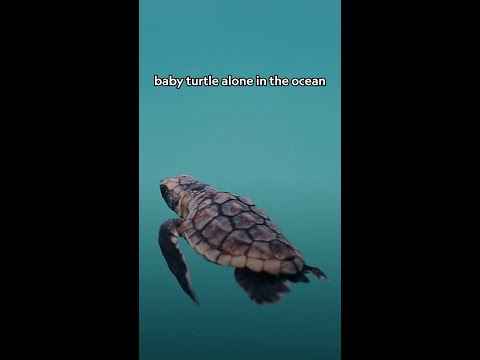 This baby loggerhead sea turtle is already setting out on an epic journey 🐢 #AmericasNationalParks