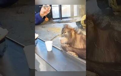 Animals are too pure