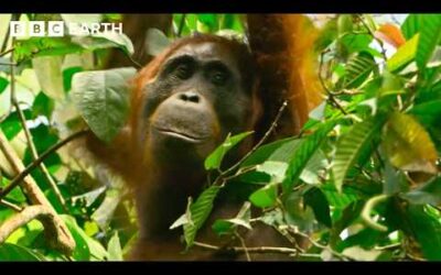 99 Iconic Moments From Sir David Attenborough | BBC Earth