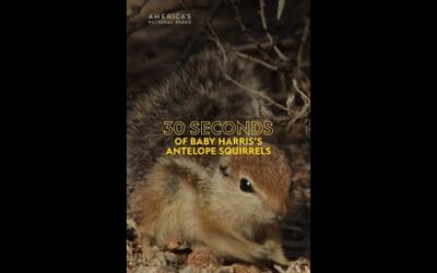 We’re totally nuts about these babies 🐿️🤩 #AmericasNationalParks