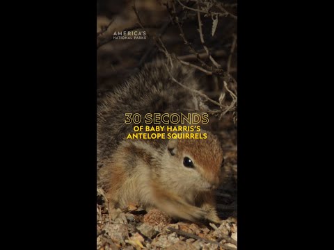 We’re totally nuts about these babies 🐿️🤩 #AmericasNationalParks