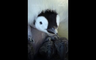 Making friends is crucial for penguin chicks. It’s also adorable. #SecretsOfThePenguins