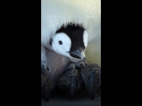 Making friends is crucial for penguin chicks. It’s also adorable. #SecretsOfThePenguins