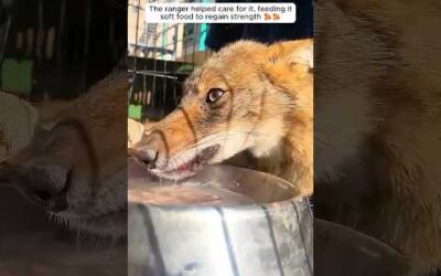 A ranger rescued an injured coyote and then this happened.