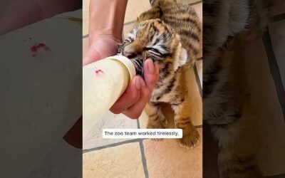 A dog became the foster mother of orphaned tiger cubs