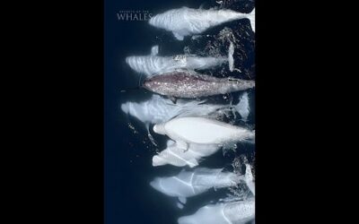 This cross-species adoption shows what we can learn from the secrets of whales #SecretsOfTheWhales
