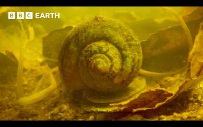 Soothing ASMR Sounds of Tropical Wetland | Animal ASMR | BBC Earth
