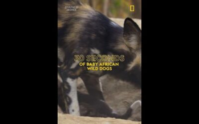 If you’re having a ruff day, check out these baby wild dogs 🐶 #GrowingUpAnimal #BabyAnimals