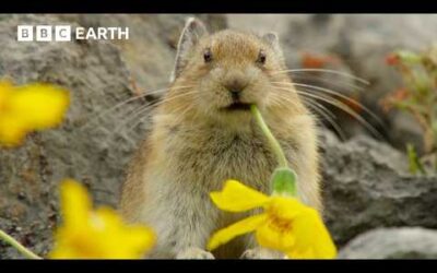 Pika: The Tiny Mountain Bandit | BBC Earth
