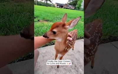 Animals deserve to be loved