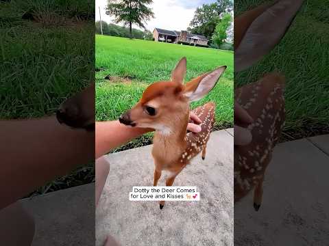 Animals deserve to be loved