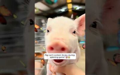 Baby or pig?