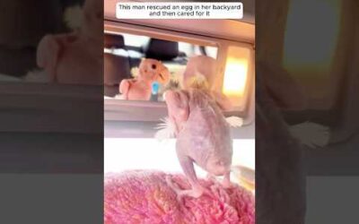 This man rescued an egg in her backyard and then cared for it