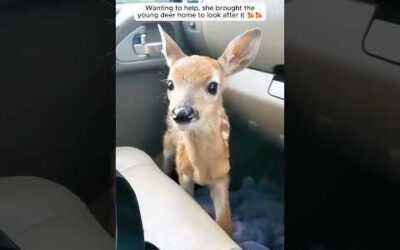 A woman found a fawn stuck alone on the tennis court and then …