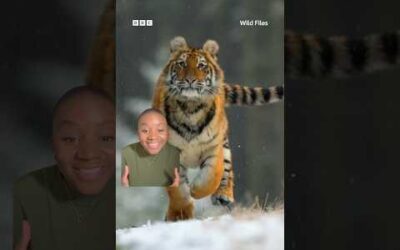 Think tigers are bright orange? Not to their prey 🐅 👀 #Tiger #BigCats #Wildlife #Shorts