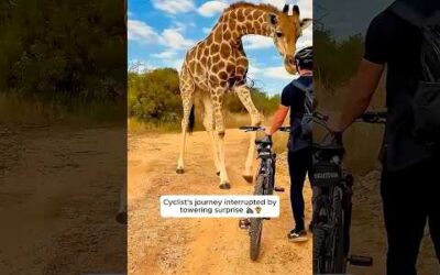 Animals are too pure for us