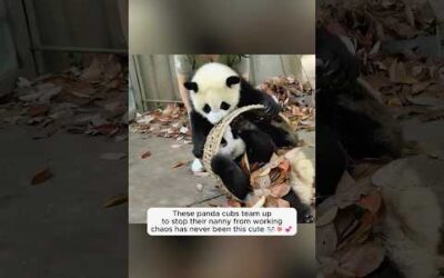 Animals are so funny you’ll watch this twice 😂🐾