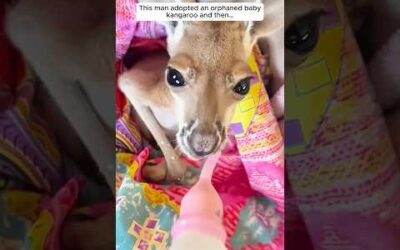 This man adopted an orphaned baby kangaroo and then…