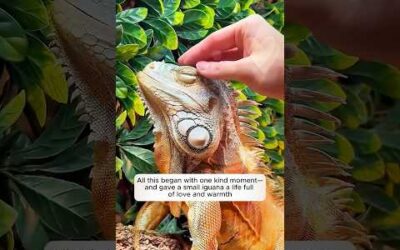 A family saved an egg and couldn’t believe what hatched