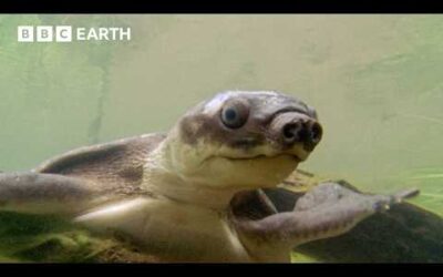 Pig-Nosed Turtles Hatch Babies Underwater | BBC Earth